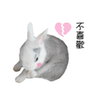 Two rabbit rounds（個別スタンプ：3）