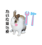 Two rabbit rounds（個別スタンプ：5）