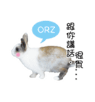 Two rabbit rounds（個別スタンプ：6）