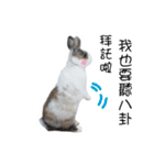 Two rabbit rounds（個別スタンプ：8）