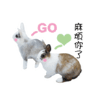 Two rabbit rounds（個別スタンプ：9）