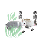 Two rabbit rounds（個別スタンプ：10）