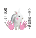 Two rabbit rounds（個別スタンプ：16）