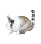 Two rabbit rounds（個別スタンプ：17）