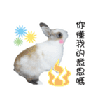 Two rabbit rounds（個別スタンプ：20）