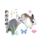 Two rabbit rounds（個別スタンプ：21）