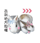 Two rabbit rounds（個別スタンプ：22）