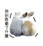 Two rabbit rounds（個別スタンプ：33）