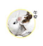 Two rabbit rounds（個別スタンプ：38）