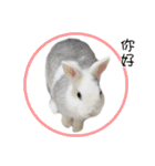 Two rabbit rounds（個別スタンプ：40）