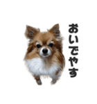 愛犬マロンの肉球【写真】（個別スタンプ：14）