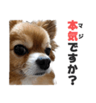 愛犬マロンの肉球【写真】（個別スタンプ：15）