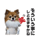 愛犬マロンの肉球【写真】（個別スタンプ：17）