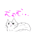 白猫の日常(長毛猫)（個別スタンプ：13）