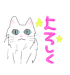 白猫の日常(長毛猫)（個別スタンプ：17）