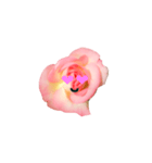 バラの花です（個別スタンプ：18）
