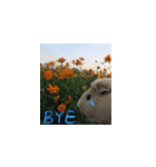 Guineapig-big eyes（個別スタンプ：1）