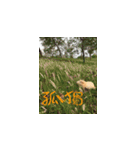 Guineapig-big eyes（個別スタンプ：2）