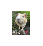 Guineapig-big eyes（個別スタンプ：3）