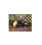 Guineapig-big eyes（個別スタンプ：4）