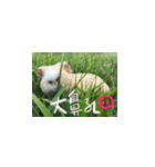 Guineapig-big eyes（個別スタンプ：6）