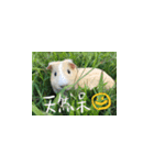 Guineapig-big eyes（個別スタンプ：9）