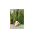 Guineapig-big eyes（個別スタンプ：10）