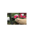 Guineapig-big eyes（個別スタンプ：11）