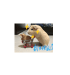Guineapig-big eyes（個別スタンプ：12）