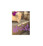 Guineapig-big eyes（個別スタンプ：13）
