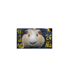 Guineapig-big eyes（個別スタンプ：16）