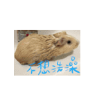 Guineapig-big eyes（個別スタンプ：19）