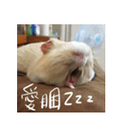 Guineapig-big eyes（個別スタンプ：20）