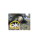 Guineapig-big eyes（個別スタンプ：21）