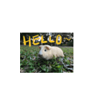 Guineapig-big eyes（個別スタンプ：22）