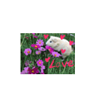 Guineapig-big eyes（個別スタンプ：23）