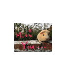 Guineapig-big eyes（個別スタンプ：24）