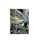 素敵な写真と日常言葉.2（個別スタンプ：35）