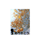 素敵な写真と日常言葉.2（個別スタンプ：40）