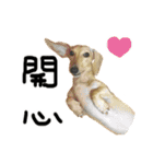 pudding dog is cute part2（個別スタンプ：30）