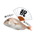 魚介スタンプ（個別スタンプ：1）