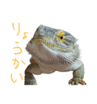 フトアゴ 部長（個別スタンプ：1）