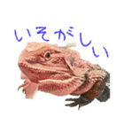 フトアゴ 部長（個別スタンプ：3）