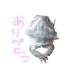 フトアゴ 部長（個別スタンプ：5）
