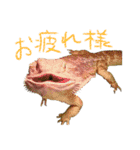 フトアゴ 部長（個別スタンプ：6）
