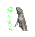 フトアゴ 部長（個別スタンプ：7）