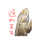 フトアゴ 部長（個別スタンプ：8）