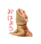 フトアゴ 部長（個別スタンプ：9）
