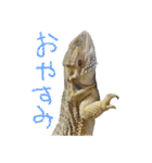 フトアゴ 部長（個別スタンプ：10）