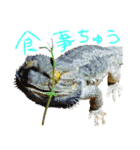 フトアゴ 部長（個別スタンプ：11）